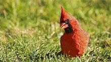 Cardinal rouge (m&#226;le). C&#39;est sa toute premi&#232;re visite &#224; la mangeoire.